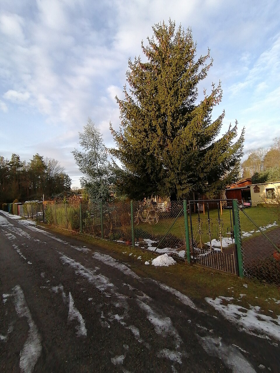 Eukalyptus - Von Wilhelm Zimmerling PAR - CC BY-SA 4.0, https://commons.wikimedia.org/wiki/File:Ruhland,_Gartenanlage_Hundemeile,_Gewhnliche_Fichte_und_Eukalyptus,_Winter,_02.jpg