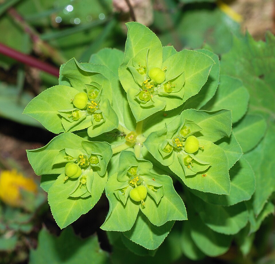 Euphorbia - Von Alvesgaspar - CC BY-SA 3.0, https://commons.wikimedia.org/wiki/File:Euphorbia_February_2008-2.jpg