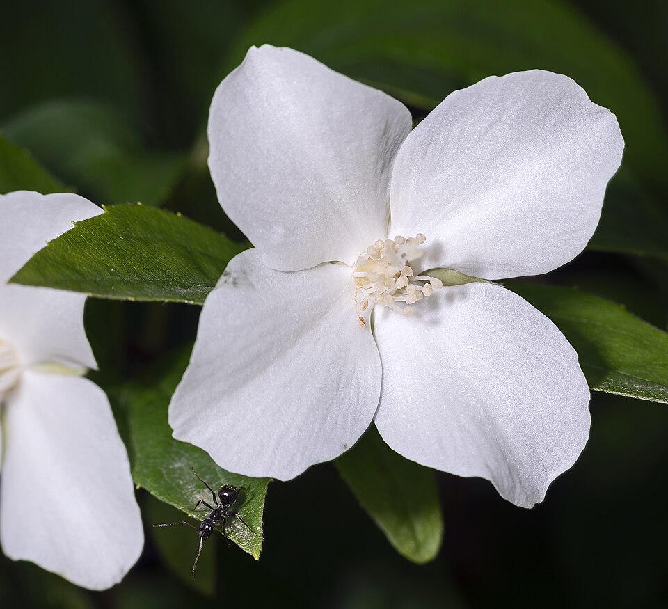 Europäischer Pfeifenstrauch - Von Didier Descouens - CC BY-SA 4.0, https://commons.wikimedia.org/wiki/File:(MHNT)_Philadelphus_coronarius_flower_with_Lasius_niger.jpg