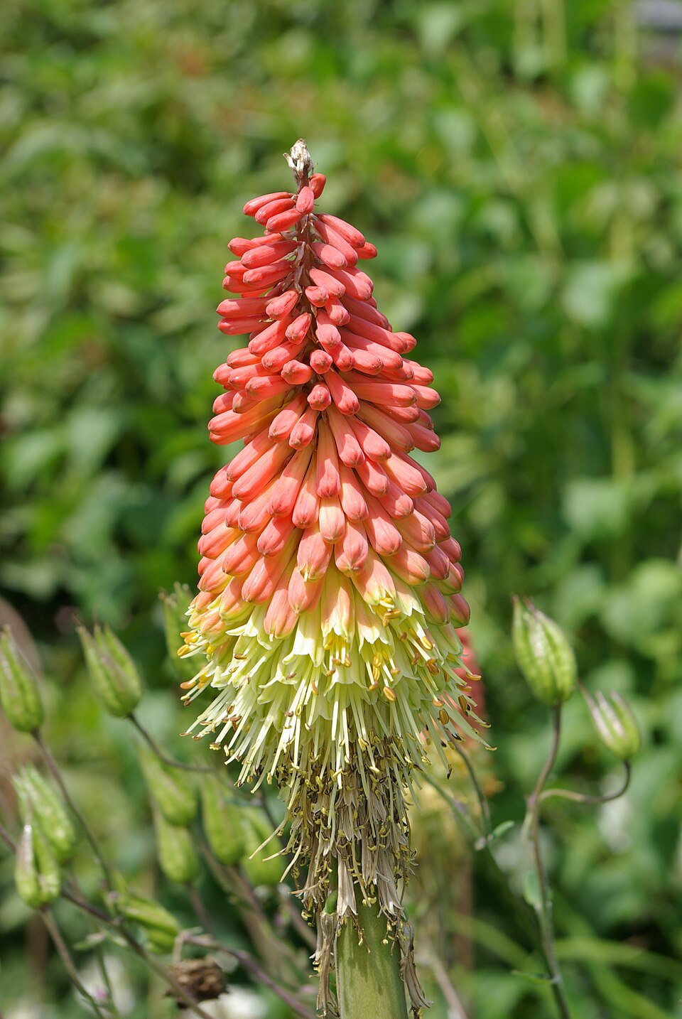 Fackellilie - Von Berthold Werner - CC BY-SA 3.0, https://commons.wikimedia.org/wiki/File:Kniphofia_uvaria_BW-2014-06-07_13-49-23.jpg