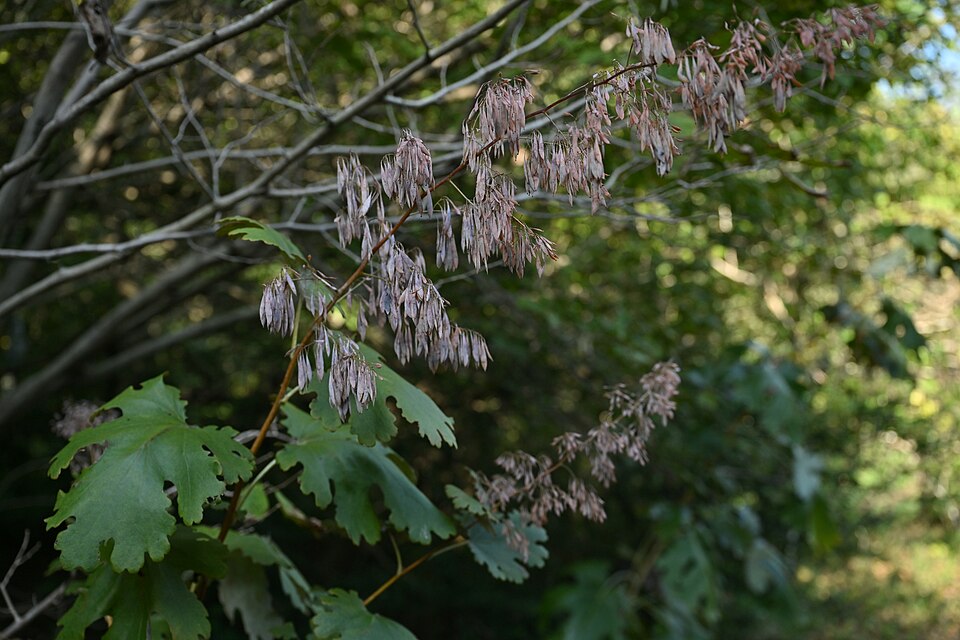 Federmohn - Von 小石川人晃 - CC BY-SA 4.0, https://commons.wikimedia.org/wiki/File:Macleaya_cordata_(at_Tsukuba_Botanical_Garden,_Ibaraki,_Japan).jpg
