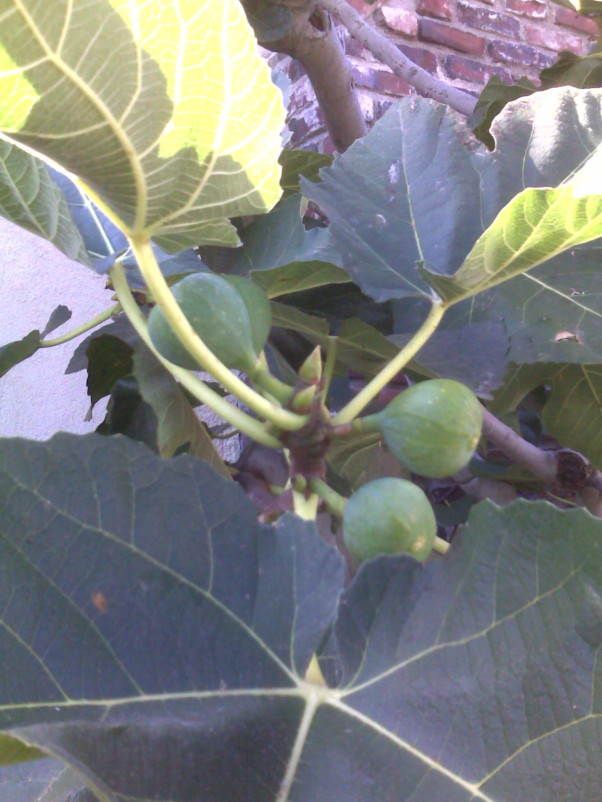 Feigenbaum - Von Jengod - CC BY-SA 3.0, https://commons.wikimedia.org/wiki/File:Common_fig_-_leaves_and_green_figs.jpg
