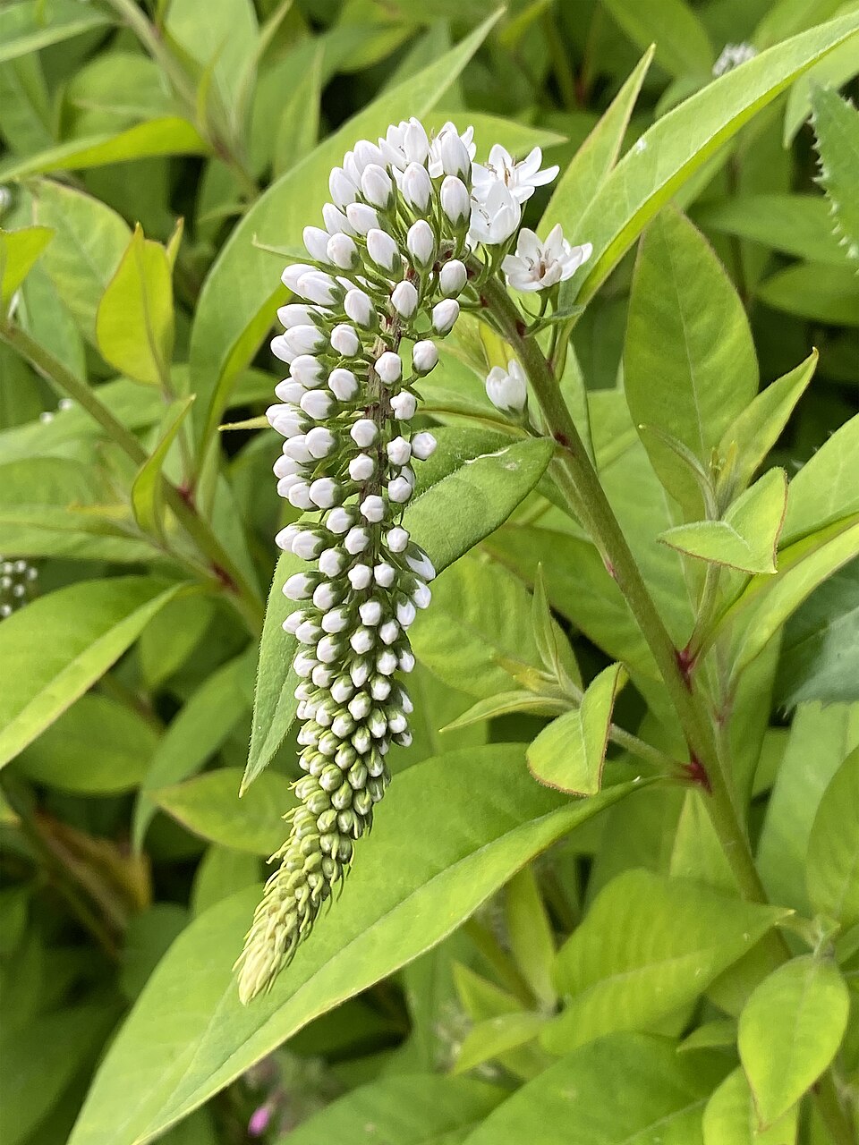 Felberich - Von W. Bulach - CC BY-SA 4.0, https://commons.wikimedia.org/wiki/File:00_1712_Schnee-Felberich_(Lysimachia_clethroides).jpg