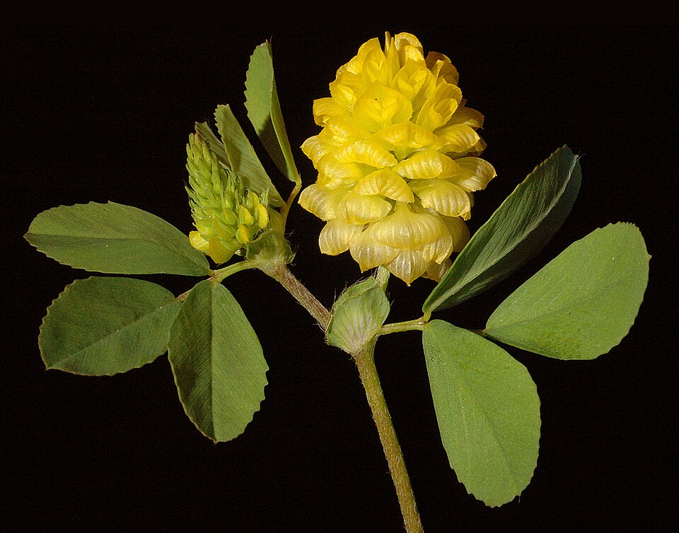 Feld – Klee - Von Kevin Thiele from Perth, Australia - CC BY 2.0, https://commons.wikimedia.org/wiki/File:Trifolium_campestre_-_Flickr_-_Kevin_Thiele.jpg