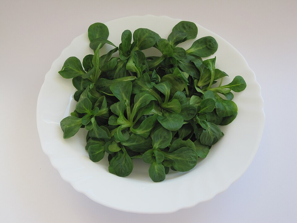 Feldsalat - Von Schwäbin - CC BY-SA 3.0 de, https://commons.wikimedia.org/wiki/File:Ackersalat02.jpg