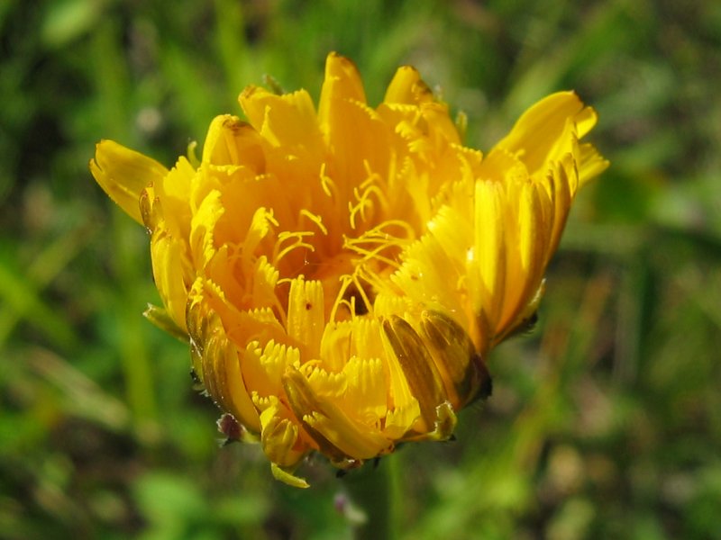 Ferkelkraut - Von Kristian Peters -- Fabelfroh 11:47, 15 September 2006 (UTC) - CC BY-SA 3.0, https://commons.wikimedia.org/wiki/File:Hypochaeris_radicata_bluete.jpeg