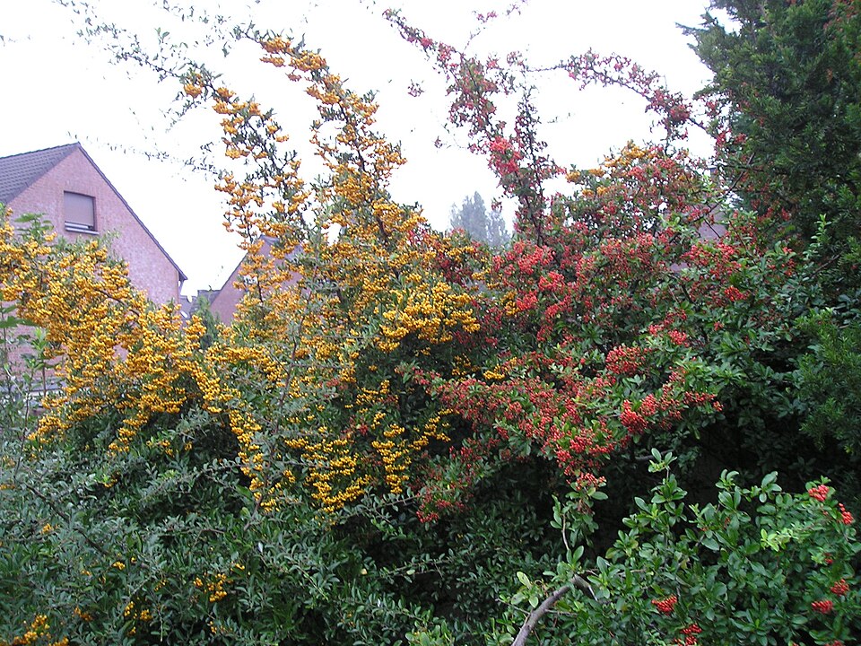 Feuerdorn - Von noebse - CC BY-SA 2.5, https://commons.wikimedia.org/wiki/File:Feuerdorn_(Pyracantha_coccinea).JPG