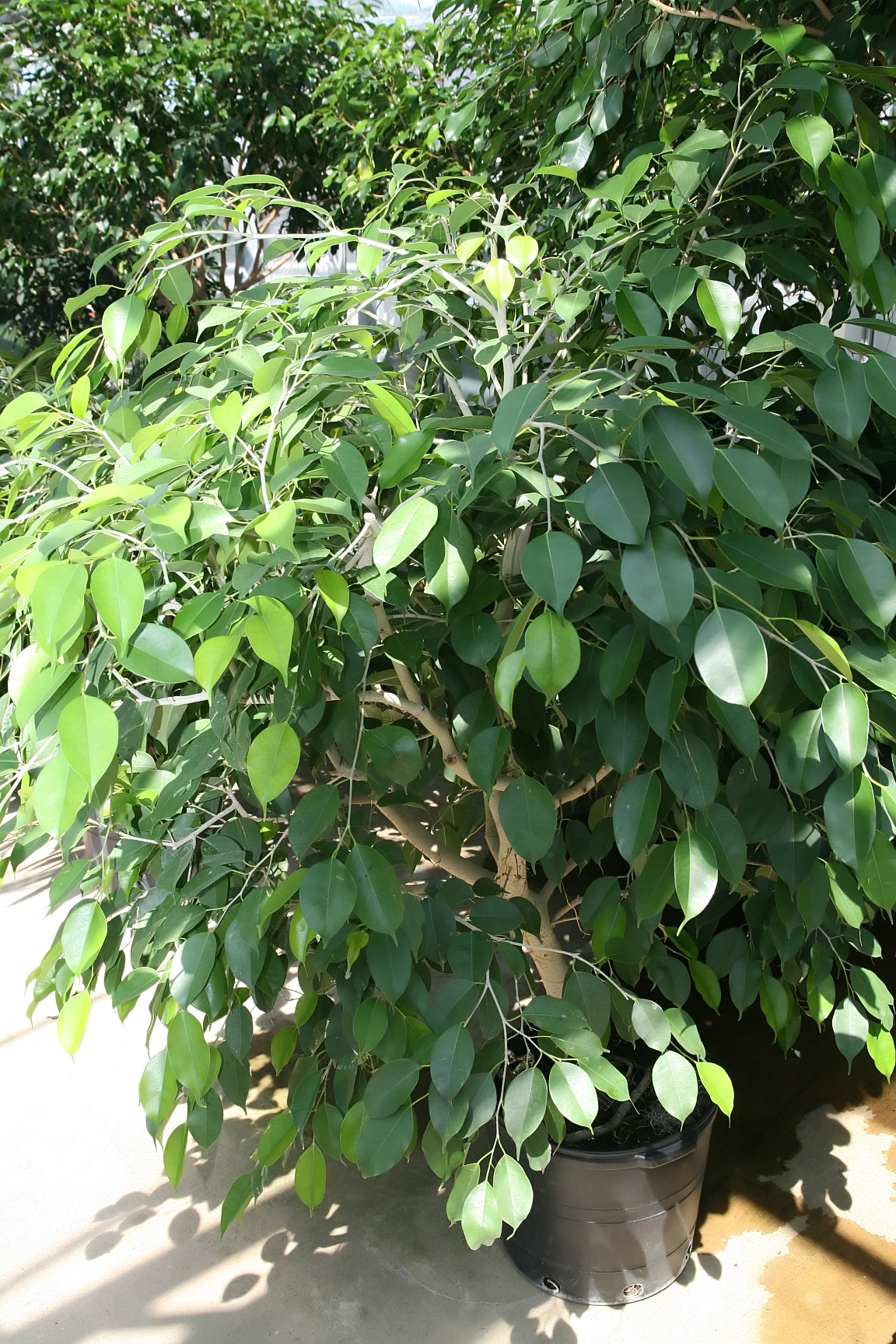 Fikus - Von Photo by David J. Stang - CC BY-SA 4.0, https://commons.wikimedia.org/wiki/File:Ficus_benjamina_10zz.jpg