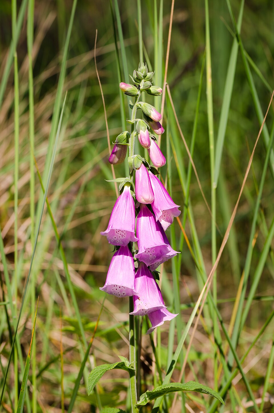 Fingerhut - Von Norbert Nagel - CC BY-SA 3.0, https://commons.wikimedia.org/wiki/File:Digitalis_purpurea_-_Purple_Foxglove_-_Roter_Fingerhut_-_Hesse_-_Germany_-_04.jpg