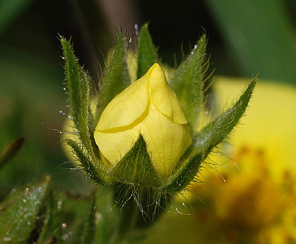 Fingerkraut - Von NaturKamera - CC BY-SA 3.0, https://commons.wikimedia.org/wiki/File:7557-fingerkraut-r-070707-a.jpg