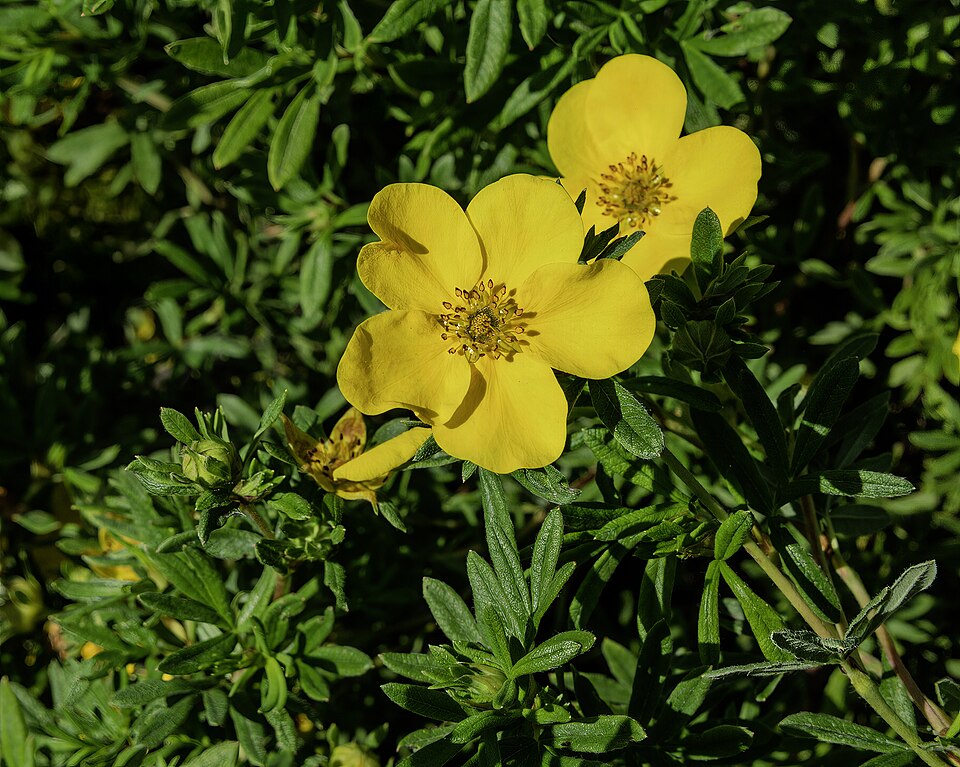 Fingerstrauch - Von Didier Descouens - CC BY-SA 4.0, https://commons.wikimedia.org/wiki/File:(MHNT)_Dasiphora_fruticosa_ssp._Goldstar_-_Les_Martels,_Giroussens_Tarn.jpg