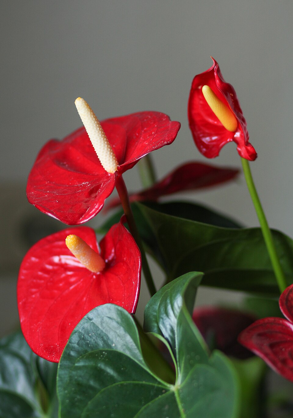 Flamingoblume - Von Maja Dumat from Deutschland (Germany) - CC BY 2.0, https://commons.wikimedia.org/wiki/File:Flamingoblume_(Anthurium_andraeanum)_(15627930049).jpg