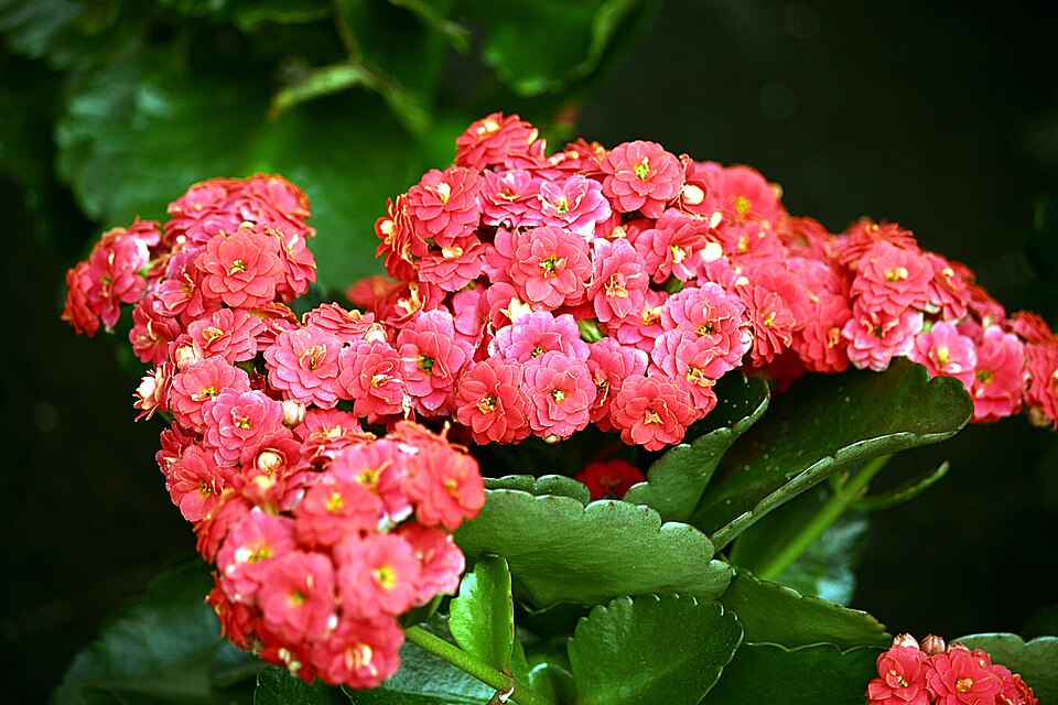 Flammendes Käthchen - Von Hedwig Storch - CC BY 3.0, https://commons.wikimedia.org/wiki/File:Flammendes_Kthchen_-_Kalanchoe_blossfeldiana.JPG