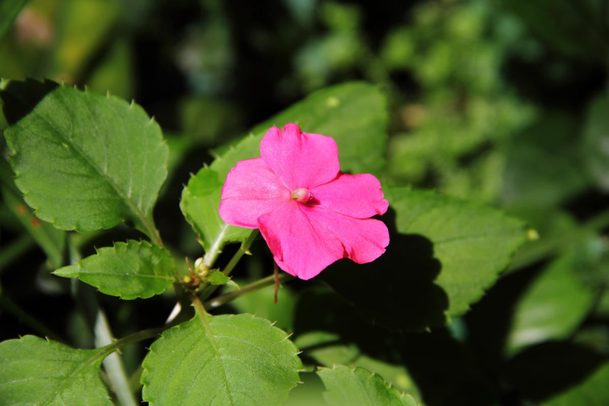 Fleißiges Lieschen - Von Fan Wen - CC BY-SA 4.0, https://commons.wikimedia.org/wiki/File:Impatiens_walleriana_-_flower_view_01.jpg