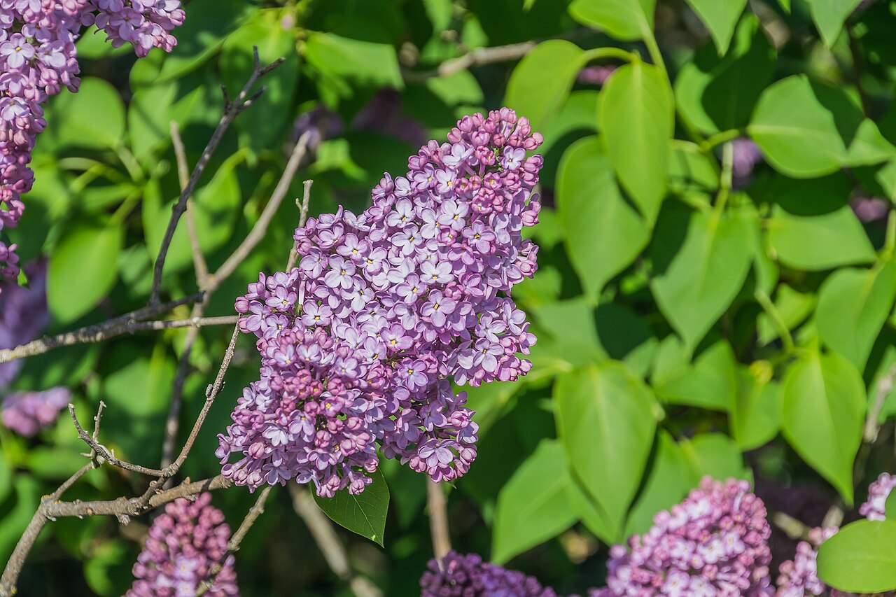 Flieder - Von Krzysztof Golik - CC BY-SA 4.0, https://commons.wikimedia.org/wiki/File:Flowers_of_Syringa_vulgaris.jpg