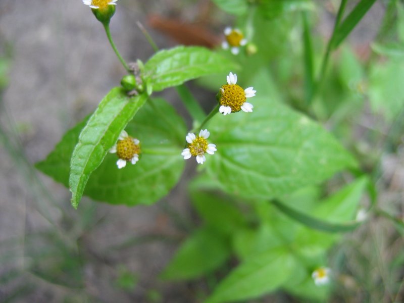 Franzosenkraut - Von Kristian Peters -- Fabelfroh 15:16, 26 January 2006 (UTC) - CC BY-SA 3.0, https://commons.wikimedia.org/wiki/File:Galinsoga_parviflora_bluete.jpeg