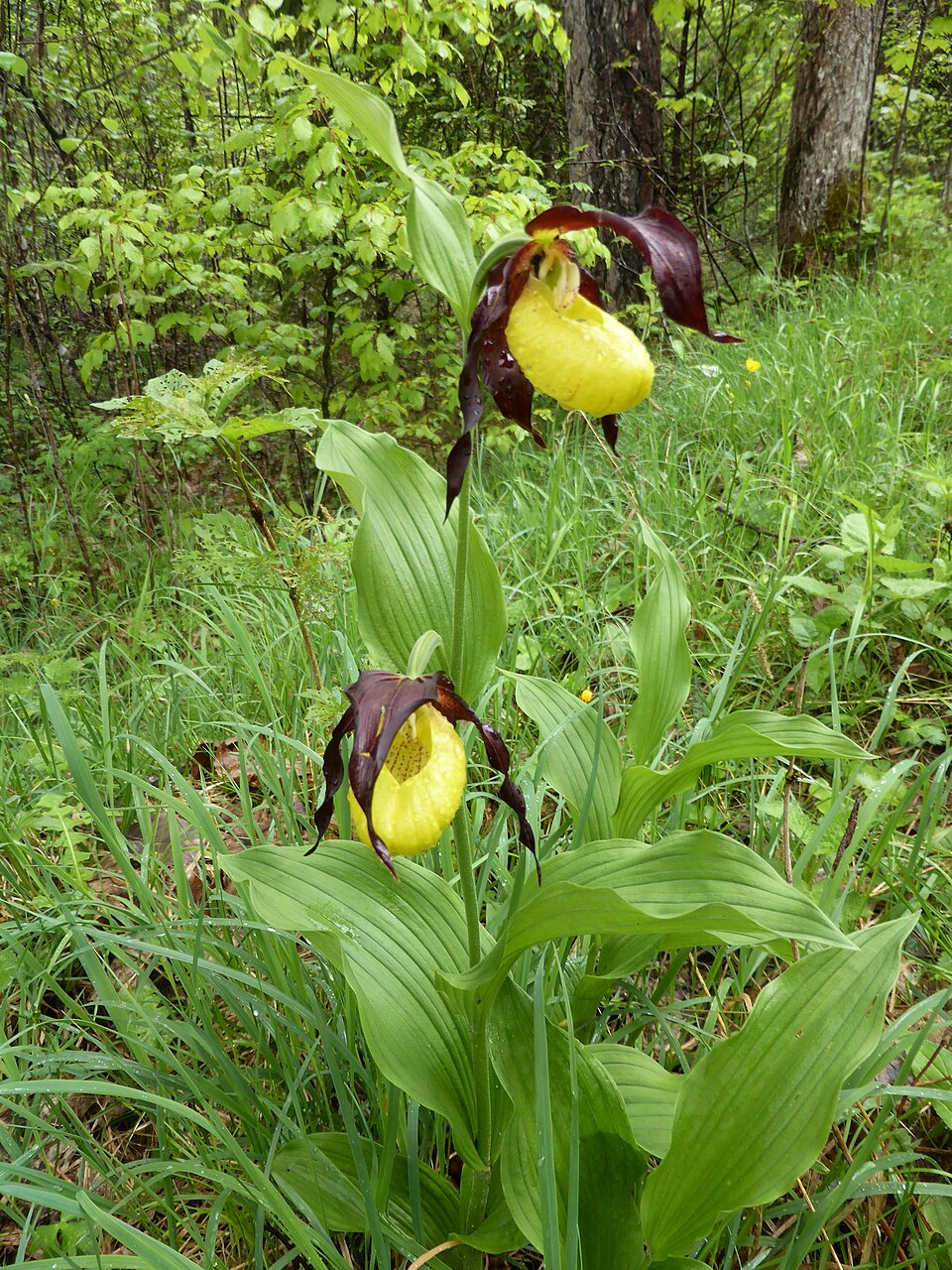 Frauenschuh - Von Rosa-Maria Rinkl - CC BY-SA 4.0, https://commons.wikimedia.org/wiki/File:Frauenschuh-Orchidee,_Klausbachtal.jpg
