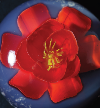 Freesie - Von www.3d-Gelatine-Blumen.de - CC BY-SA 4.0, https://commons.wikimedia.org/wiki/File:3d-Gelatine-Blume_Freesie_2f.png