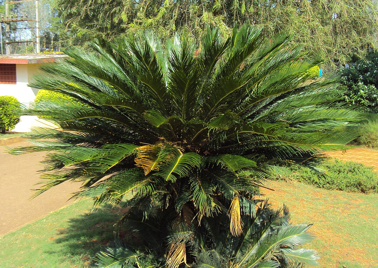 Friedenspalme - Von Vinayaraj - CC BY-SA 3.0, https://commons.wikimedia.org/wiki/File:Cycas_revoluta_plant_03.JPG