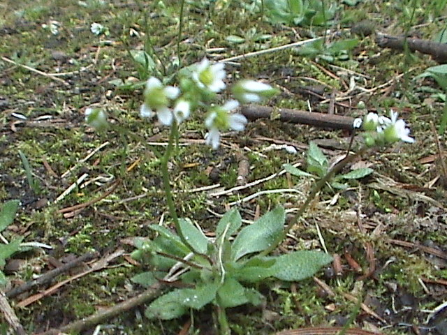 Frühlings-Hungerblümchen - Von Christian Hummert ( Ixitixel ) - CC BY 2.5, https://commons.wikimedia.org/wiki/File:Erophila_verna_(Habitus).jpg