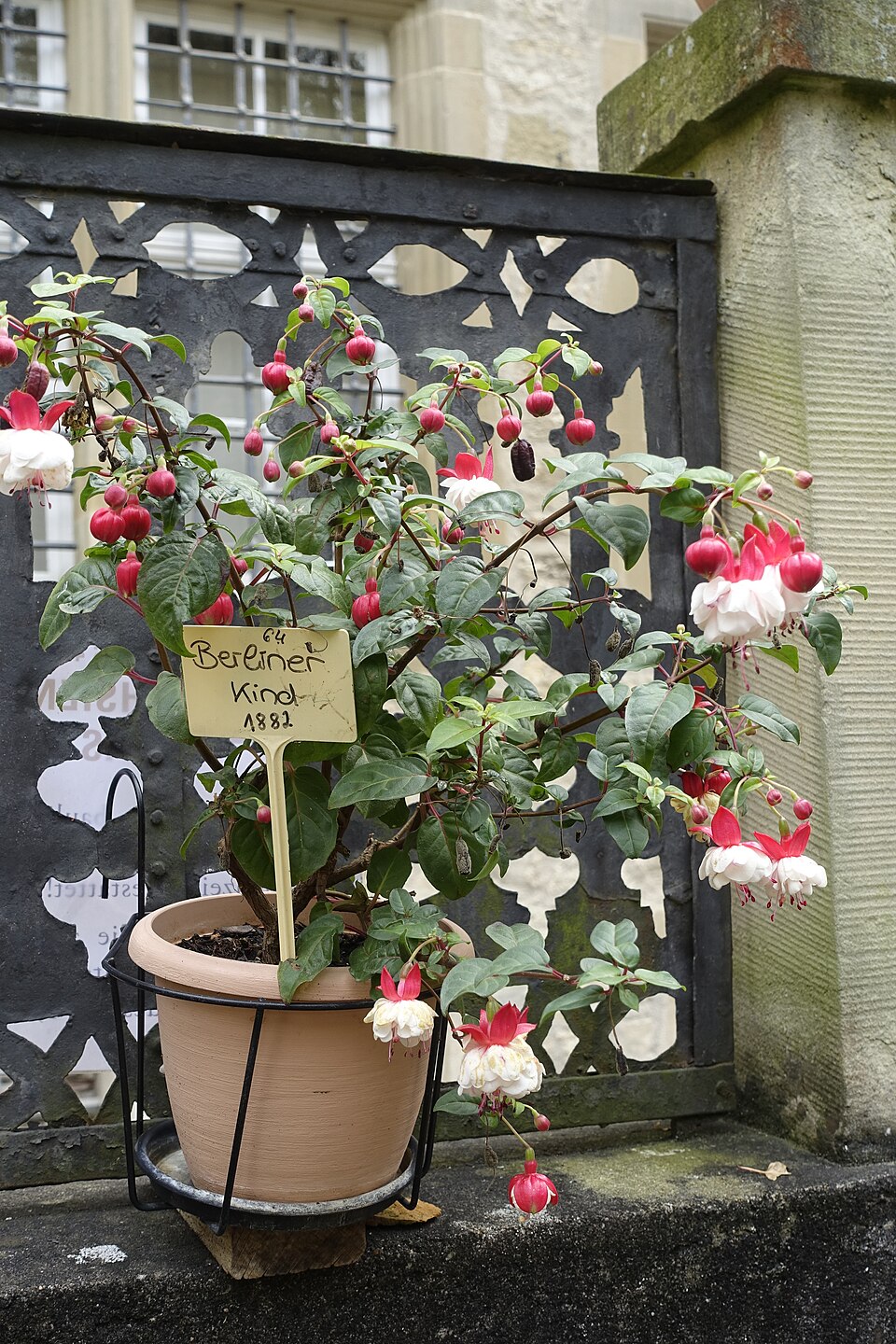 Fuchsie - Von Zinnmann - CC BY-SA 3.0, https://commons.wikimedia.org/wiki/File:20200903_Fuchsie_Berliner_Kind.jpg