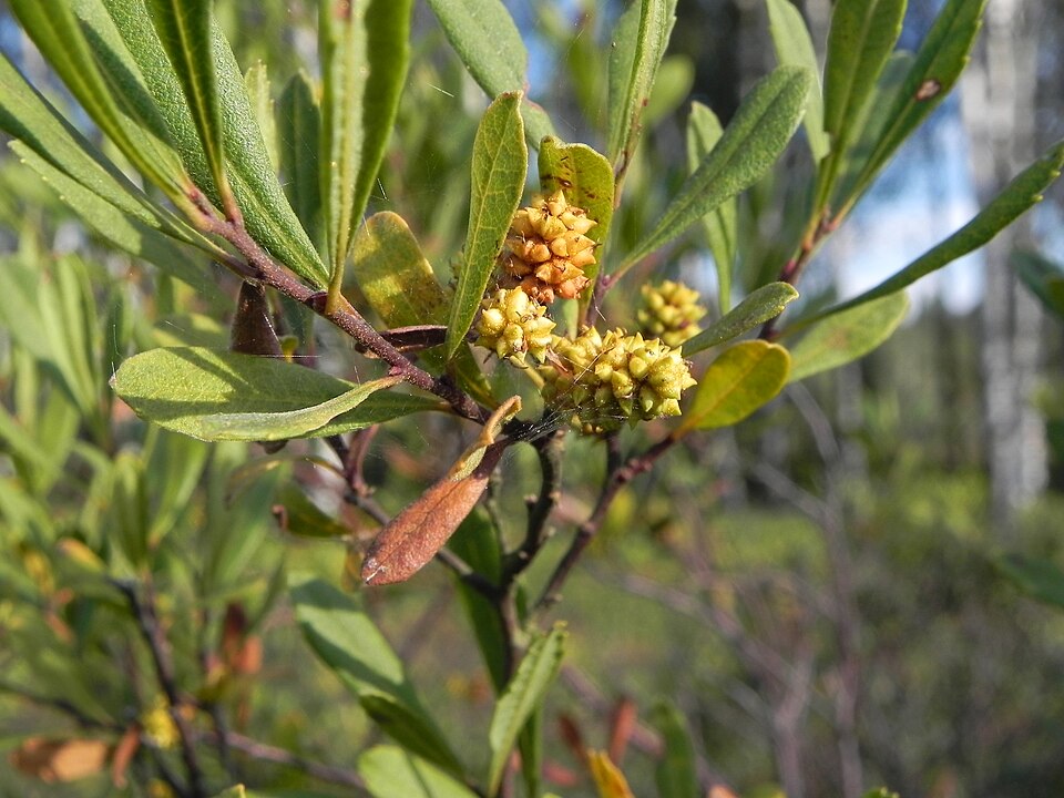 Gagelstrauch - Von Hajotthu - CC BY 3.0, https://commons.wikimedia.org/wiki/File:Gagelstrauch(Myrica_gale)female.JPG