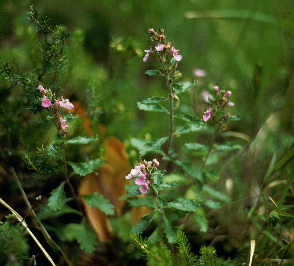 Gamander - Von Franz Xaver - CC BY-SA 3.0, https://commons.wikimedia.org/wiki/File:Teucrium_chamaedrys_1.jpg