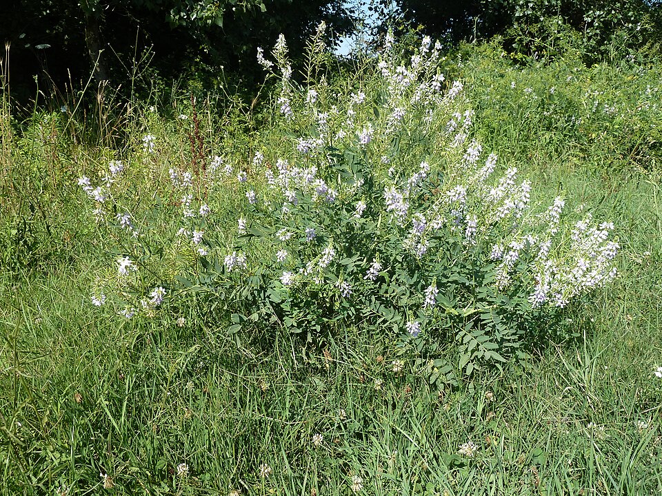 Geisraute - Von Notafly2 - CC BY-SA 4.0, https://commons.wikimedia.org/wiki/File:FloraRome_(21).JPG