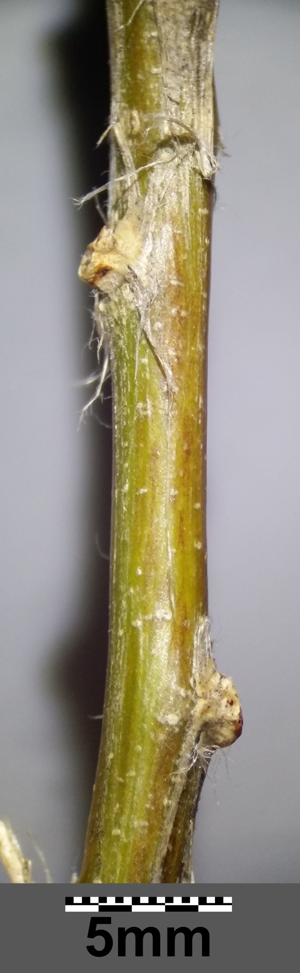 Gelber Blasenstrauch - Von Stefan.lefnaer - CC BY-SA 4.0, https://commons.wikimedia.org/wiki/File:Colutea_arborescens_subsp._arborescens_sl21.jpg