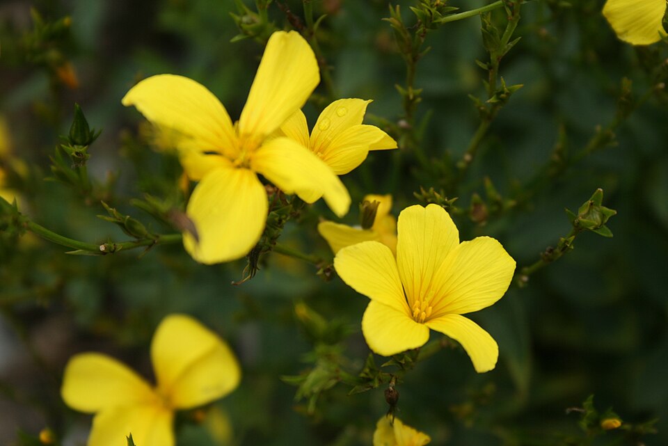 Gelber Lein - Von Sten - CC BY-SA 3.0, https://commons.wikimedia.org/wiki/File:Linum-flavum-flower.jpg