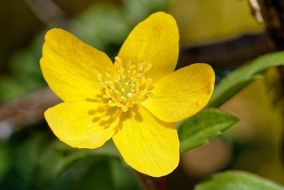 Gelbes Windröschen - Von Klaus Selle MA - CC BY-SA 4.0, https://commons.wikimedia.org/wiki/File:Anemone_ranunculoides,_Gelbes_Windröschen,_Ranunculaceae.jpg
