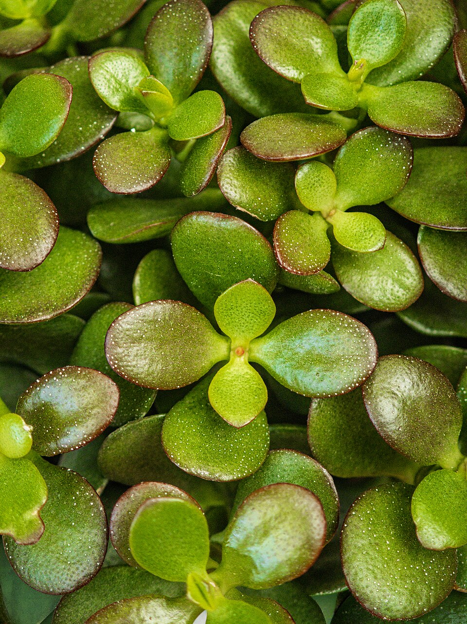 Geldbaum - Von Didier Descouens - CC BY-SA 4.0, https://commons.wikimedia.org/wiki/File:(MHNT)_Crassula_ovata_-_Serres_du_Museum_de_Toulouse.jpg