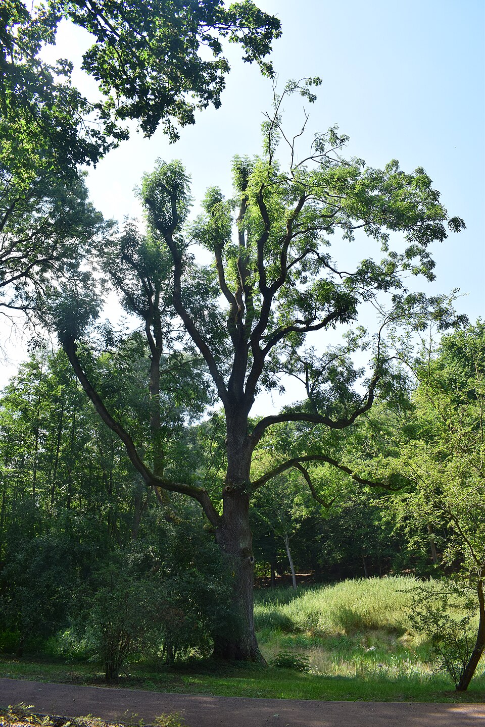 Gemeine Esche - Von Dreizung - CC BY-SA 4.0, https://commons.wikimedia.org/wiki/File:Esche_Tiefensee_ND_256-01.jpg