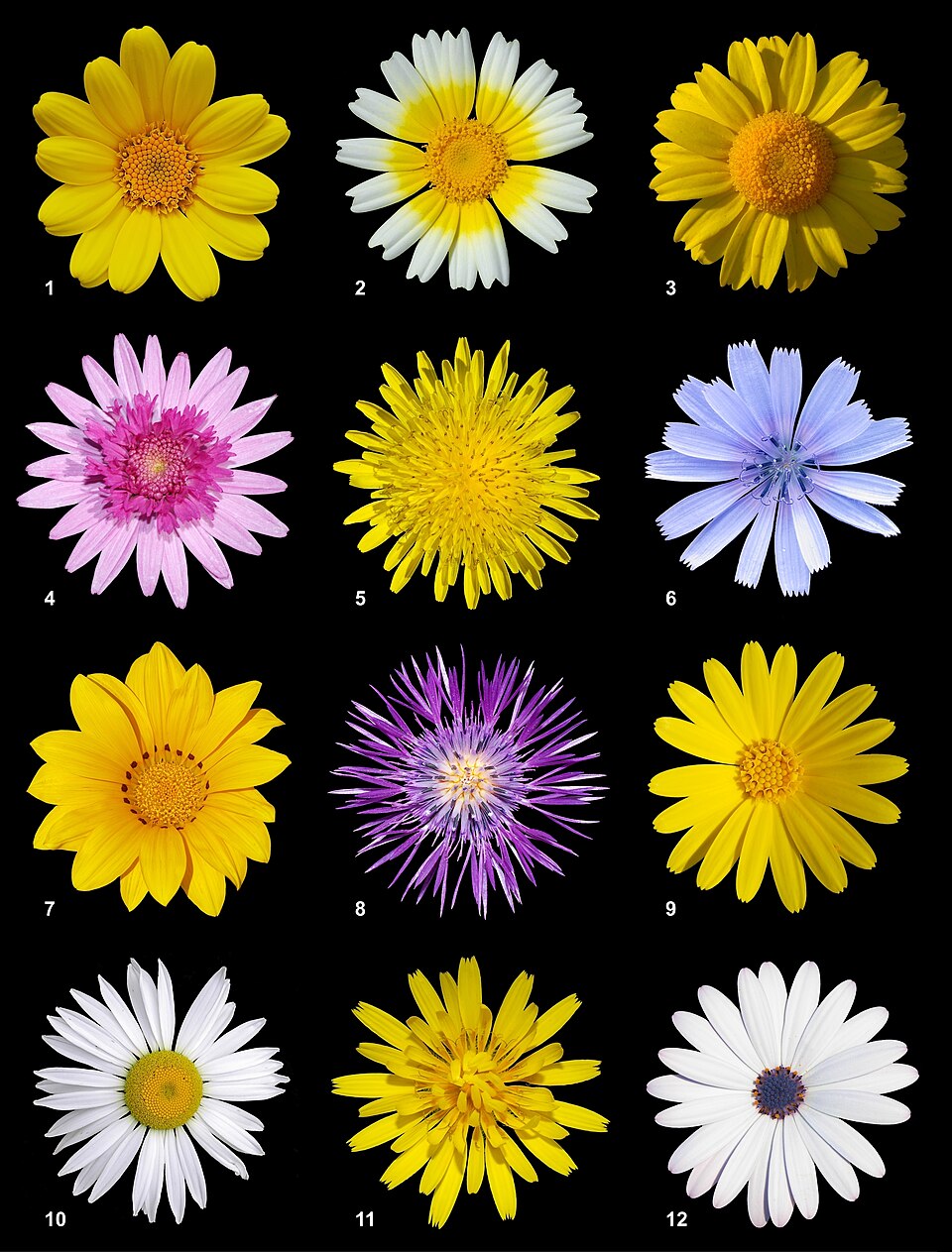 Gemüse-Gänsedistel - Von Alvesgaspar, Tony Wills (10) - CC BY-SA 3.0, https://commons.wikimedia.org/wiki/File:Asteracea_poster_3.jpg