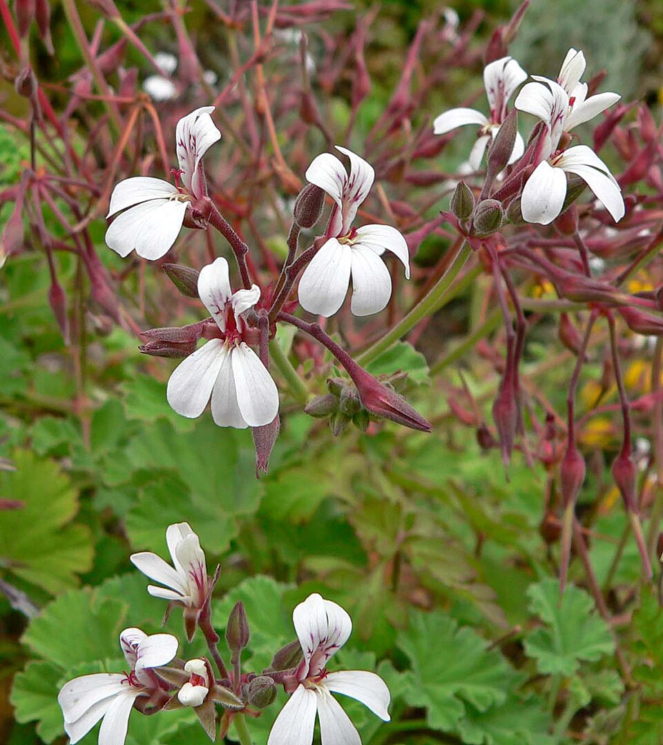 Geranie - Von Stan Shebs - CC BY-SA 3.0, https://commons.wikimedia.org/wiki/File:Pelargonium_graveolens_6.jpg