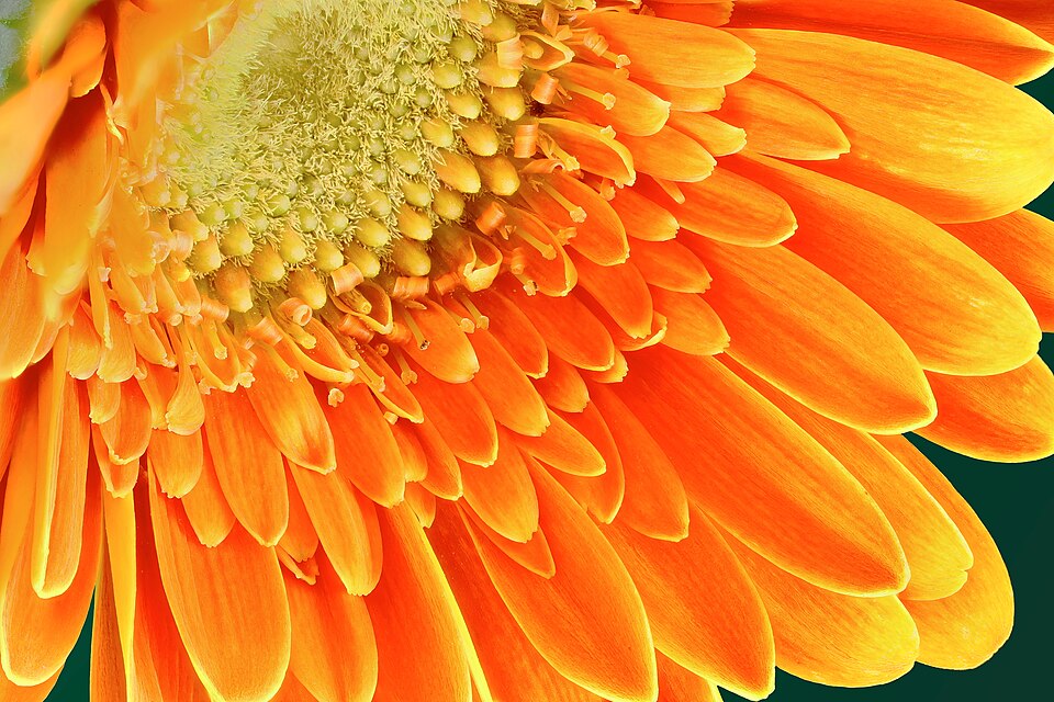 Gerbera - Von Mister rf - CC BY-SA 4.0, https://commons.wikimedia.org/wiki/File:01_Gerbera_orange.jpg
