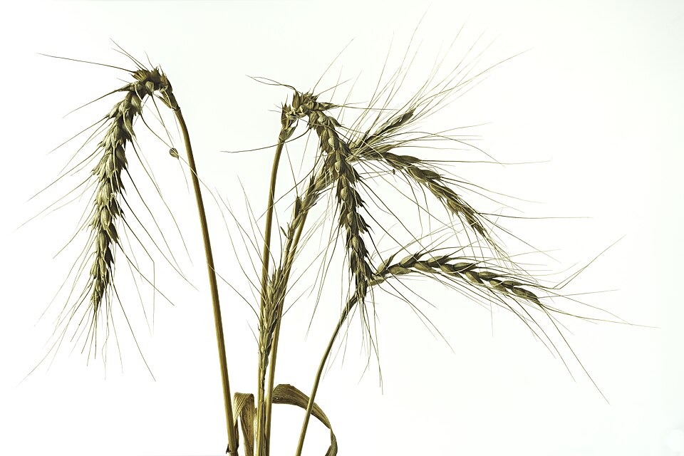 Gerste - Von Franz van Duns - CC BY-SA 4.0, https://commons.wikimedia.org/wiki/File:Hordeum_vulgare_(6-row_barley,_Gerste)_dry_specimens_(2019-08-07).jpg