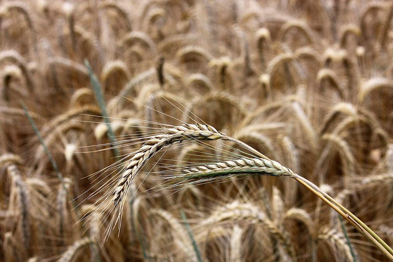 Getreide - Von Dmitrij Rodionov, DR - CC BY-SA 3.0, https://commons.wikimedia.org/wiki/File:Ears_of_rye.jpg