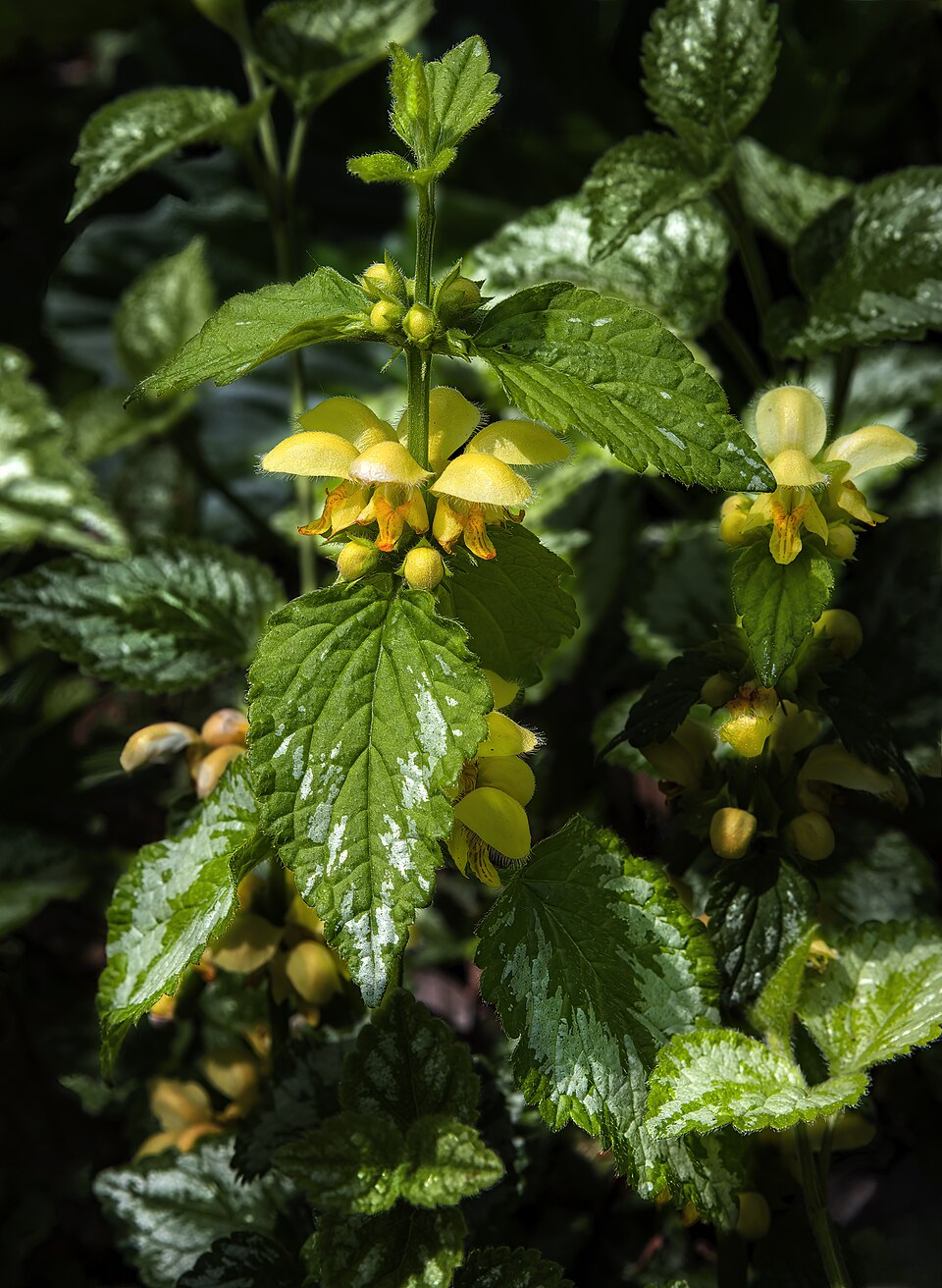 Gewöhnliche Goldnessel - Von Didier Descouens - CC BY-SA 4.0, https://commons.wikimedia.org/wiki/File:(MHNT)_Lamium_galeobdolon_-_Inflorescence_-_Les_Martels,_Giroussens_Tarn.jpg