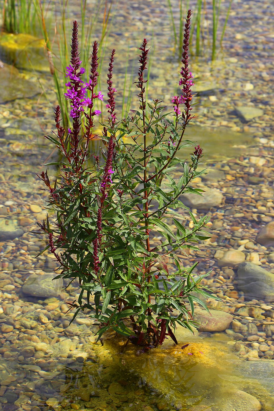 Gewöhnlicher Blutweiderich - Von W. Bulach - CC BY-SA 4.0, https://commons.wikimedia.org/wiki/File:00_1804_Gewöhnlicher_Blutweiderich_-_Lythrum.jpg