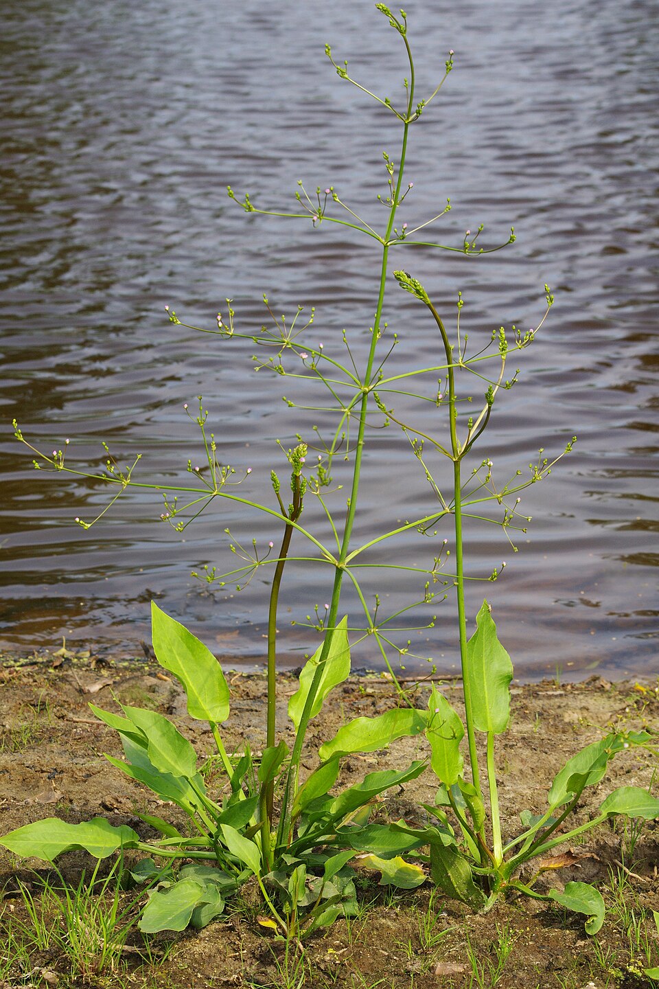 Gewöhnlicher Froschlöffel - Von Christian Fischer - CC BY-SA 3.0, https://commons.wikimedia.org/wiki/File:AlismaPlant1.jpg