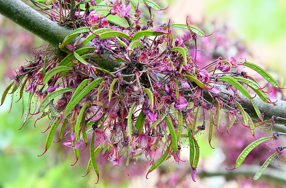 Gewöhnlicher Judasbaum - Von Didier Descouens - CC BY-SA 4.0, https://commons.wikimedia.org/wiki/File:(MHNT)_Cercis_siliquastrum_-_Cauliflory_-_Flowers_and_fruits_-_Jardin_Botanique_Henri_GAUSSEN.jpg