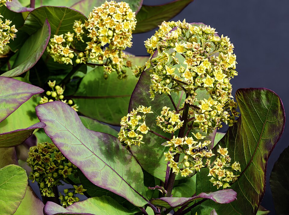 Gewöhnlicher Perückenstrauch - Von Didier Descouens - CC BY-SA 4.0, https://commons.wikimedia.org/wiki/File:(MHNT)_Cotinus_coggygria_-_inflorescence.jpg