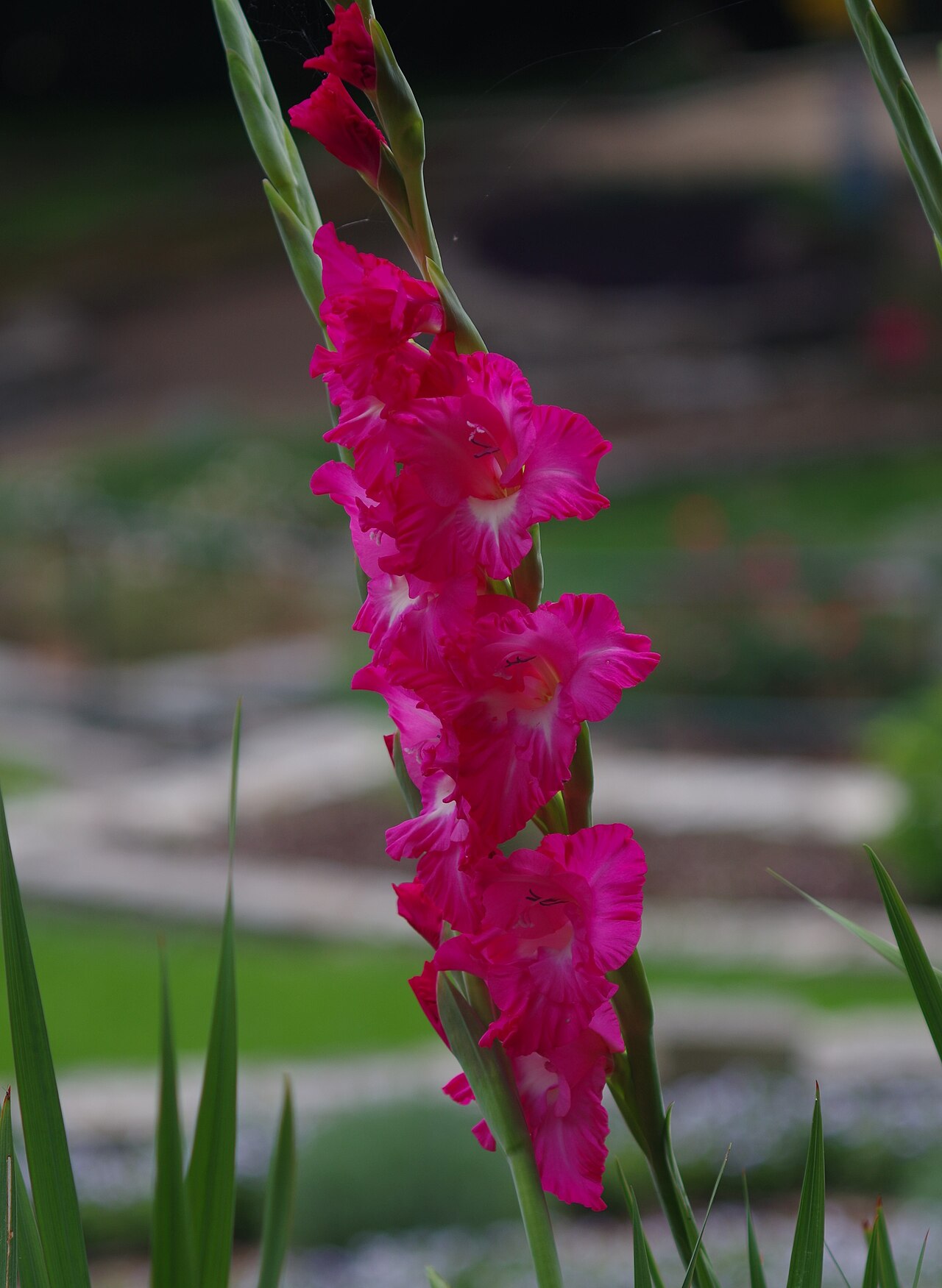 Gladiole - Von Leonard (Lenny) Blumberg - CC BY-SA 4.0, https://commons.wikimedia.org/wiki/File:AZBG_Gladiolus_flower.jpg