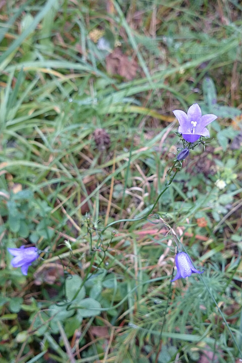 Glockenblumen - Von Enyavar - CC BY-SA 4.0, https://commons.wikimedia.org/wiki/File:Glockenblumen_Rappbodetal_1.jpg