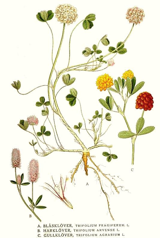 Gold – Klee - Von Carl Axel Magnus Lindman - Public domain, https://commons.wikimedia.org/wiki/File:329_Trifolium_agrarium,_Trifolium_arvense,_Trifolium_fragiferum.jpg