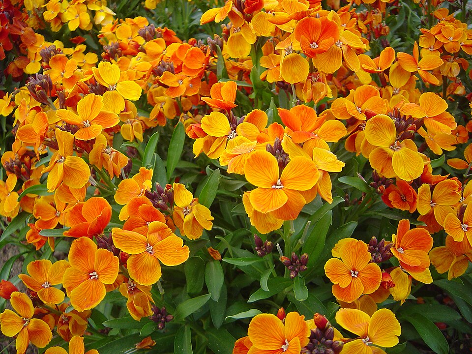 Goldlack - Von David Monniaux - CC BY-SA 3.0, https://commons.wikimedia.org/wiki/File:Cheiranthus_cheiri_L_orange_bedder_dsc00903.jpg