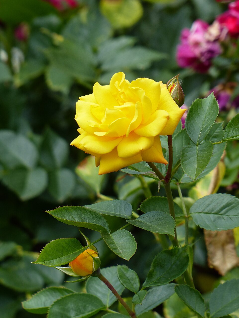 Goldmarie - Von Geolina163 - CC BY-SA 4.0, https://commons.wikimedia.org/wiki/File:Rosa_'Goldmarie'_Rosengarten_Köln_2017_01.jpg