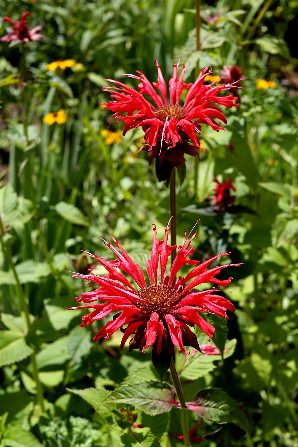 Goldmelissenkraut - Von Burkhard Mücke - CC BY-SA 4.0, https://commons.wikimedia.org/wiki/File:Indiandernessel_(Monarda_didyma)4.jpg