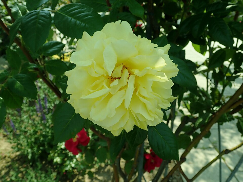 Goldregen - Von Salicyna - CC BY-SA 4.0, https://commons.wikimedia.org/wiki/File:Rosa_Goldregen_2019-06-04_5551.jpg